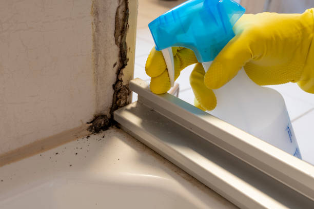Best Certified Mold Removal  in Limon, CO