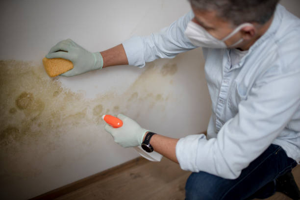 Best Mold Removal Process  in Limon, CO