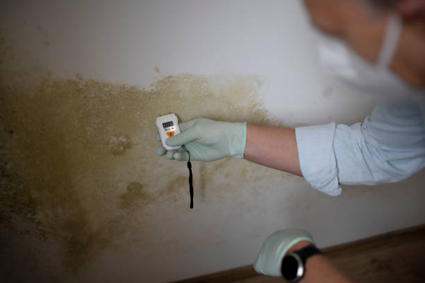 Best Black Mold Removal  in Limon, CO