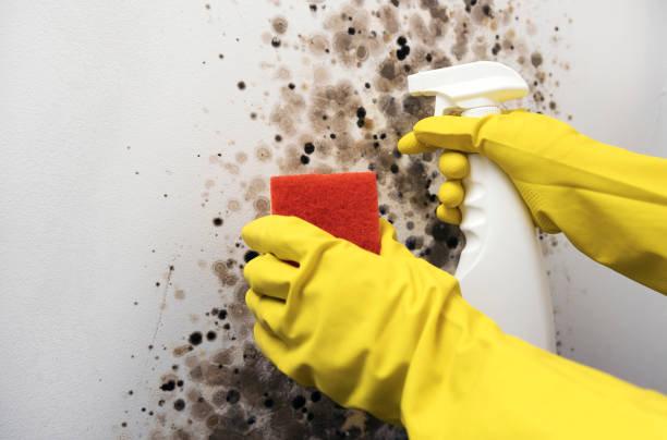 Mold Removal and Inspection in Limon, CO