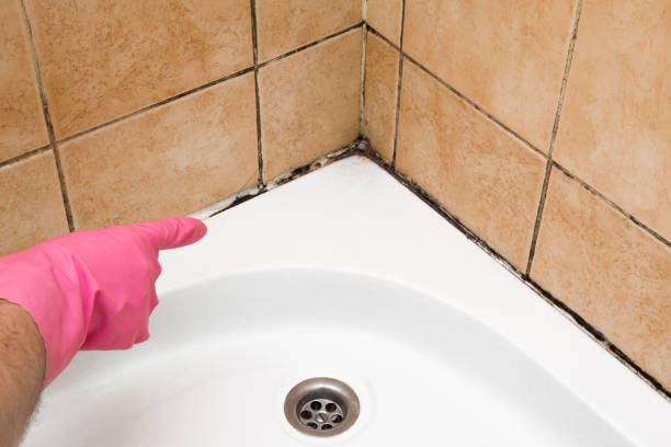Best Local Mold Removal Service  in Limon, CO